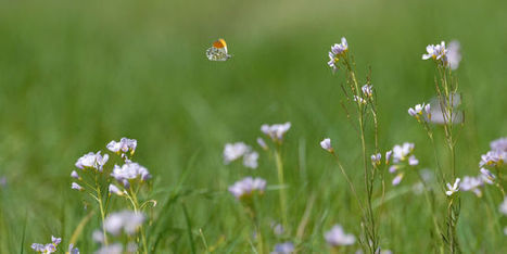 La biodiversité décline fortement en Ile-de-France | Veille territoriale AURH | Scoop.it