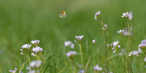 La biodiversité décline fortement en Ile-de-France | Veille territoriale AURH | Scoop.it