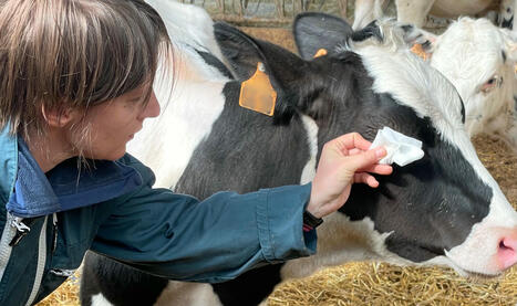 L’incroyable mémoire d’éléphant des jeunes vaches : entraînées à coopérer pour les soins, elles s'en souviennent un an après ! | INRAE | SCIENCES DE L' ANIMAL | Scoop.it