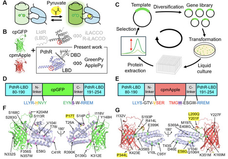 High-performance genetically-encoded green and ...