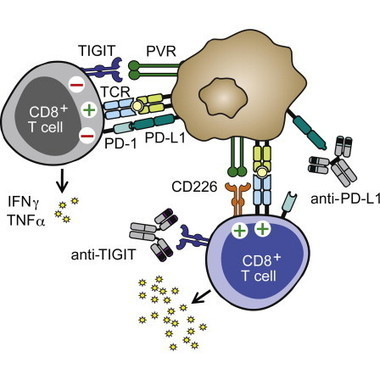 The Immunoreceptor TIGIT Regulates Antitumor and Antiviral CD8+ T Cell Effector Function: Cancer Cell | Immunology | Scoop.it