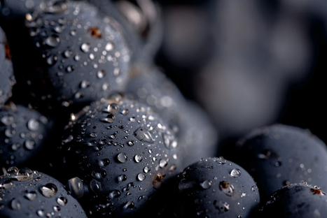 Fruity with a note of fungus: How fungal infections change the aroma of wine | DURABILITES | Scoop.it