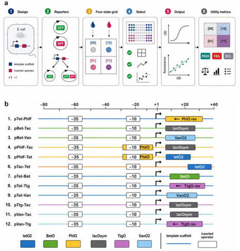 Engineering compact bacterial combinatorial promoters for two-input chemical AND switching | Jbe | RMH | Scoop.it