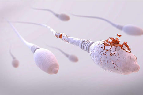 Notre capacité à nous reproduire chute rapidement, ce qui pourrait causer une infertilité mondiale d'ici 25 ans ! | Toxique, soyons vigilant ! | Scoop.it