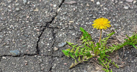 Understanding stress and resilience from the inside out | Stress Management | Scoop.it