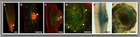 Ectopic expression of miR160 results in auxin hypersensitivity, cytokinin hyposensitivity, and inhibition of symbiotic nodule development in soybean. | Plant-Microbe Symbiosis | Scoop.it