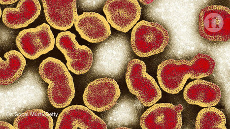 Flu virus finally sequenced in its native form | Virology News | Scoop.it