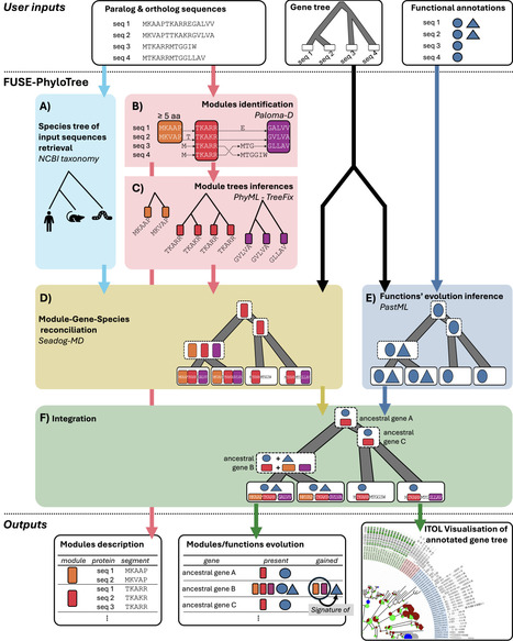 FUSE-PhyloTree: Linking functions and sequence conservation modules of a protein family through phylogenomic analysis | bft | RMH | Scoop.it