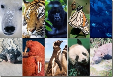 Diez especies que se deben vigilar en 2010 | Conciencia Eco | Educación, TIC y ecología | Scoop.it