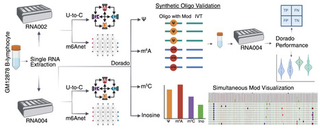 Evaluation of Nanopore direct RNA sequencing updates for modification detection | Brvt | RMH | Scoop.it