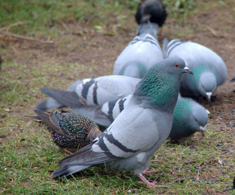 Pigeons Exhibit Low Susceptibility and Poor Transmission Capacity for H5N1 (Clade 2.3.4.4b) Highly Pathogenic Avian Influenza | Virus World | Scoop.it