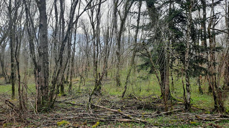 REPORTAGE. Les forêts françaises victimes d'une "tempête silencieuse" due au réchauffement climatique | Paysage - Agriculture | Scoop.it