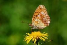 Oiseaux et papillons paient la facture climatique | Actualit&eacute;s | La biodiversit&eacute; en Wallonie | Plan&egrave;te, Nature et Biodiversit&eacute; | Scoop.it
