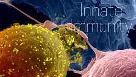 MOOC Immunité innée | EntomoScience | Scoop.it