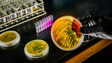 Ocean warming may supercharge a tiny microbe that controls marine nutrients | Soggy Science | Scoop.it