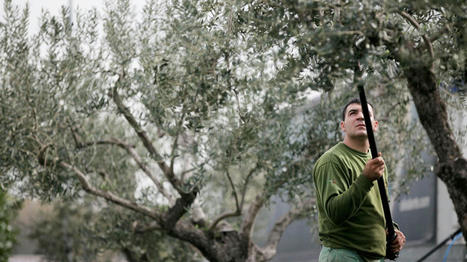 Combating Olive Oil Fraud with Nuclear Innovations | CORPS GRAS | Scoop.it