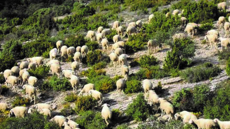 [Note] L'implication du secteur agricole dans la compensation écologique - Analyse n°198 | TRANSITION AGROECOLOGIQUE : PRATIQUES ET POLITIQUES AGRICOLES | Scoop.it