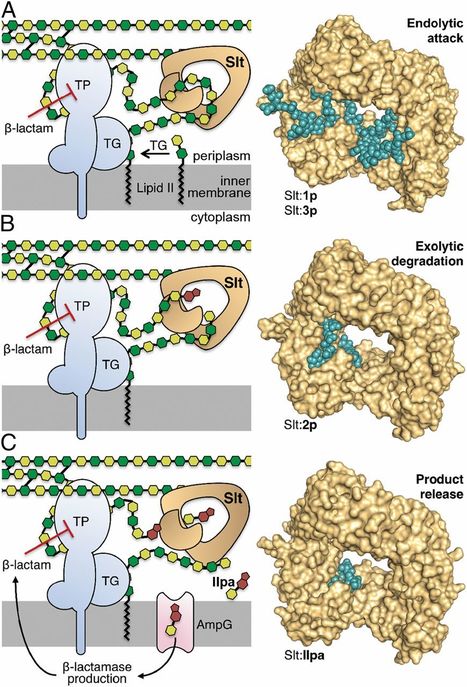 Exolytic and endolytic turnover of peptidoglycan by lytic transglycosylase Slt of Pseudomonas aeruginosa | RMH | Scoop.it