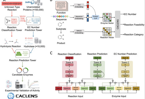 CACLENS: A Multitask Deep Learning System for Enzyme Discovery | advS | RMH | Scoop.it