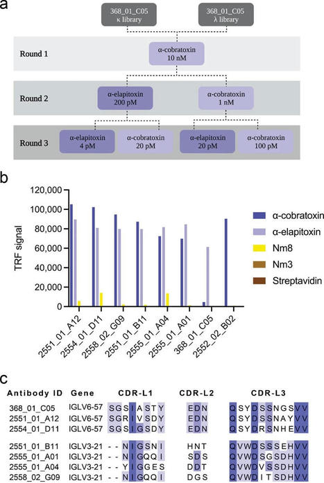 New human antibody efficiently neutralizes snake neurotoxins across species and geographies | Amazing Science | Scoop.it