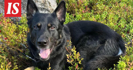 Poliisikoira Kurt etsii uutta kotia | A1Uutiset | Scoop.it
