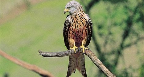Le plus gros rassemblement de rapaces en France en danger - LPO | Plan&egrave;te, Nature et Biodiversit&eacute; | Scoop.it