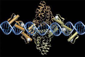 Method of the year: How to introduce targeted, tailored changes into the genomes of living organisms | Amazing Science | Scoop.it