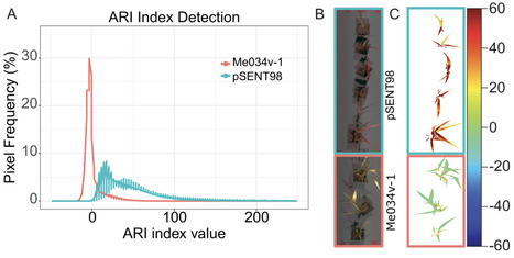Remote sensing of endogenous pigmentation by inducible synthetic circuits in grasses | Brvp | RMH | Scoop.it