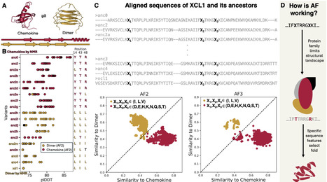 Explaining how mutations affect AlphaFold predictions | brvai | RMH | Scoop.it