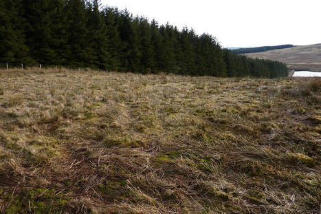 Entire Welsh farms being bought by outside companies for tree planting ‘almost on a weekly basis’ | Territoire & ruralité | Scoop.it