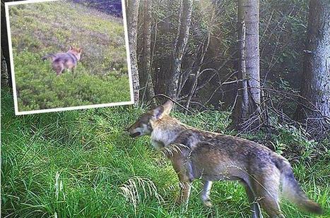 Du nouveau pour le(s) loup(s) vosgien(s) | FERUS | Loup | Scoop.it