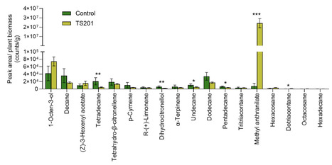 Harnessing Microbes for Crop Production: TS201 Enhances Maize Yield and Reduces Corn Rootworm Damage | RMH | Scoop.it