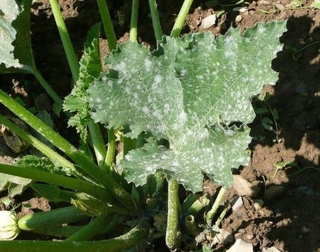 Come prevenire le malattie fungine dell’orto | Orto, Giardino, Frutteto, Piante Innovative e Antiche Varietà | Scoop.it