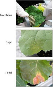 Frontiers | Changes in Brassica oleracea Leaves Infected With Xanthomonas campestris pv. campestris by Proteomics Analysis | Plant Science | Xanthomonadaceae plant diseases | Scoop.it
