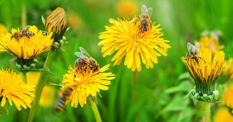 Comment les métaux lourds font perdre la mémoire aux abeilles | Toxique, soyons vigilant ! | Scoop.it