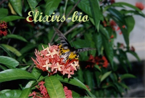 www.elixirs-bio.com | Aromathologie | Scoop.it