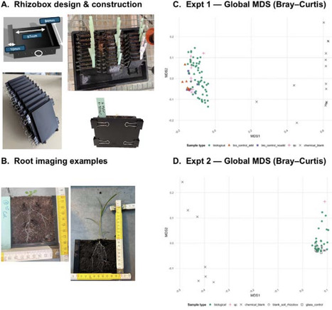 A transparent window into the rhizosphere: a simplified workflow for spatially resolved soil metabolomics | brvp | RMH | Scoop.it