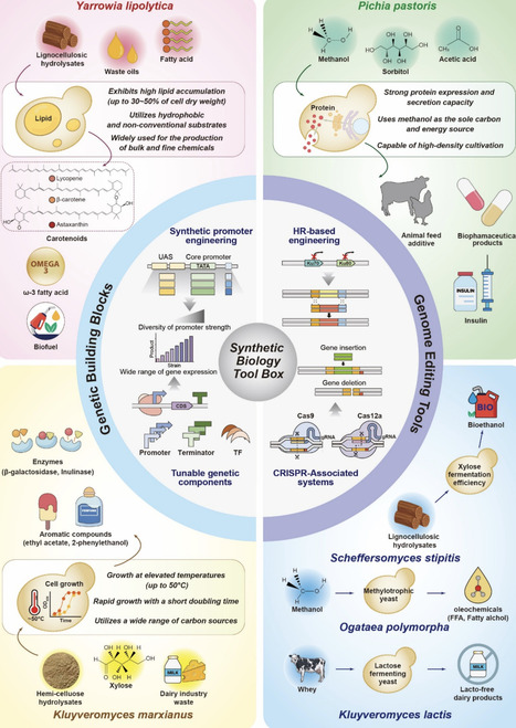 Transforming non-conventional yeasts into key players in biotechnology: advances in synthetic biology applications | frn | RMH | Scoop.it