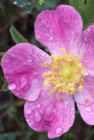 D&eacute;couvrez l'huile v&eacute;g&eacute;tale de rosier muscat | Aromathologie | Scoop.it