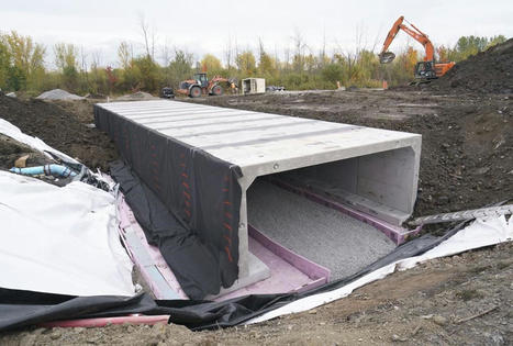 Endangered frog grinds Montreal road project to a temporary halt | Canada's National Observer: News & Analysis | Ils parlent de nous ! | Scoop.it