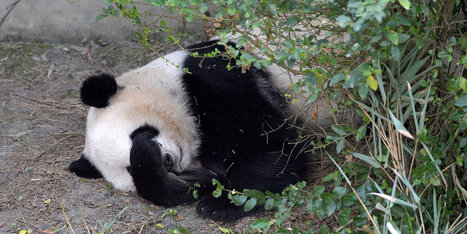 American-Born Panda Twins Have Trouble Adjusting To Life In China | IELTS, ESP, EAP and CALL | Scoop.it