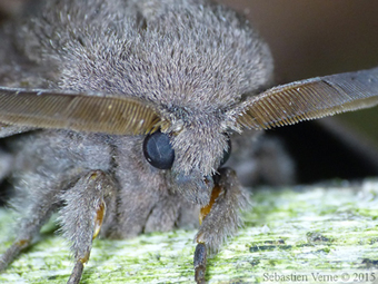 Papillons de nuit ! Une nouvelle centrale vous attend | Nature en ville | Scoop.it