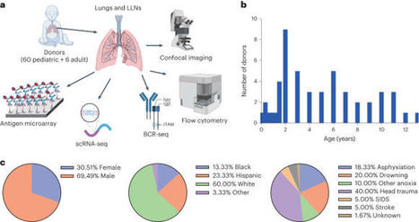 Induction of bronchus-associated lymphoid tissue is an early life adaptation for promoting human B cell immunity | Nature Immunology | Mucosal Immunity | Scoop.it