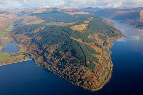 Scots forest sales soar as timber prices hit record levels | Timberland Investment | Scoop.it