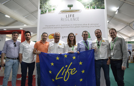 Life Resilience trabaja con 1.050 genotipos de variedades de olivos para encontrar las más resistentes a la Xylella | OLIVE NEWS | Scoop.it