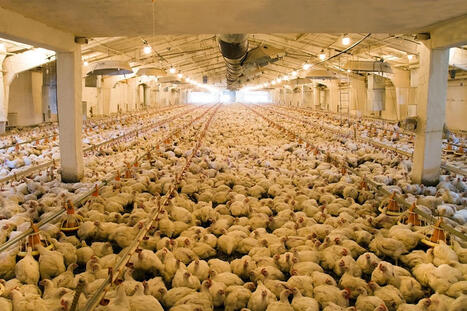 EU : Livestock sector faces heatwave reckoning after millions of chickens die | EUROPES | Scoop.it