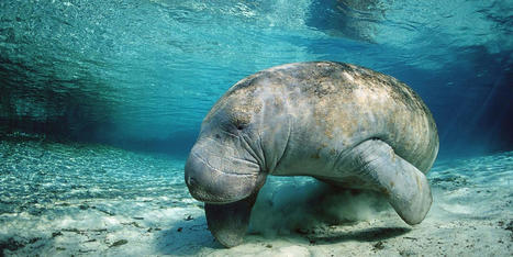 This Florida Town Is the Only Place in the U.S. to Swim with Manatees | Best Travel Vacay Scoops | Scoop.it