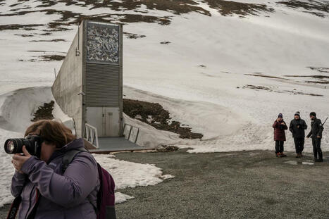 Au cœur de l’Arctique, l’« arche de Noé du végétal » accueille de nouvelles semences | SCIENCES DU VEGETAL | Scoop.it