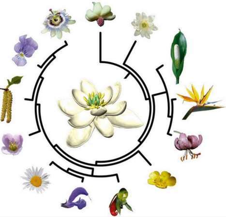 La découverte de la fleur ancestrale : un nouveau modèle pour la diversification des plantes à fleurs | Les Colocs du jardin | Scoop.it