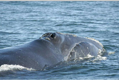 MA | Whale Season Begins for Cape Cod Bay as State Honors Official Marine Mammal by Grady Cuihane | CapeCod.com | @The Convergence of ICT, the Environment, Climate Change, EV Transportation & Distributed Renewable Energy | Scoop.it